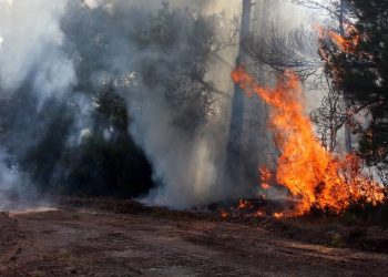 Çanakkale Bayramiç’te orman yangını