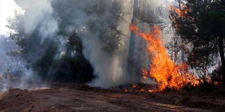 Çanakkale Bayramiç’te orman yangını Çanakkale Bayramiç’te orman yangını