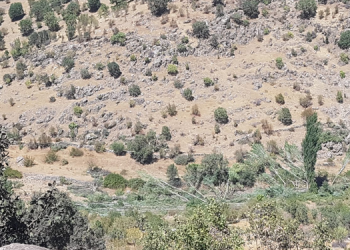 Cudi Dağı’nda asırlık ağaçlar kesiliyor