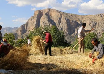 Çukurca’da pirinç hasadı