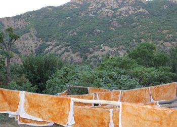 Dağların arasında bağ bozumu