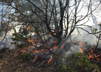 Munzur Üniversitesi yakınında orman yangını