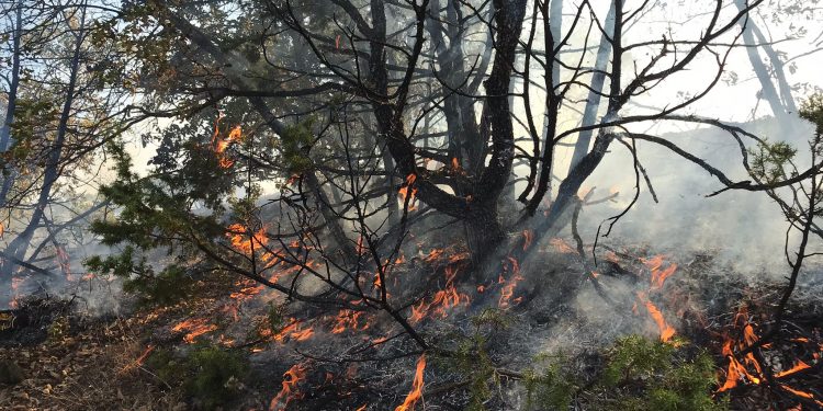 Munzur Üniversitesi yakınında orman yangını Munzur Üniversitesi yakınında orman yangını