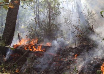 Ekolojist Karasu: Ortaklaşmazsak hepimiz kaybederiz