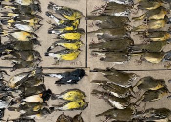 Göç etmek isteyen yüzlerce kuş New York gökdelenlerine çarparak öldü