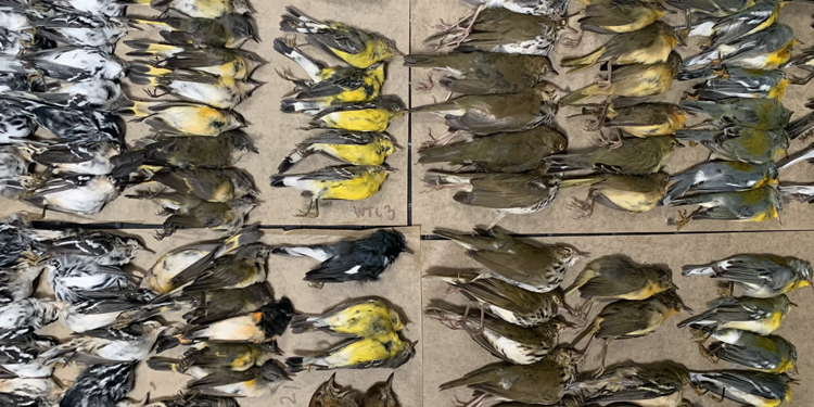 Göç etmek isteyen yüzlerce kuş New York gökdelenlerine çarparak öldü Göç etmek isteyen yüzlerce kuş New York gökdelenlerine çarparak öldü