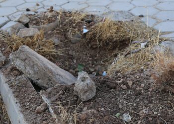 Kızıltepe’de asfalt için 200 ağaç söküldü