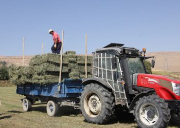 Kuraklıktan kaynaklı Edremit’te besiciler hayvanlarını satıyor