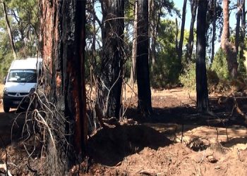 Manavgat’ta ormanı yakmaya çalışırken suçüstü yakalandı: ‘Kendimi öldürmek için yaptım’