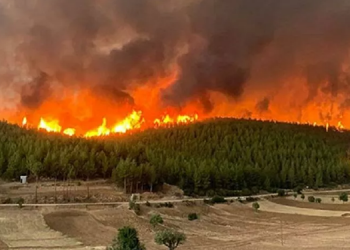 Muğla Orman Bölge Müdürü: 15 günlük yangınlarda 52 bin hektar alan zarar gördü