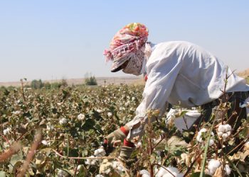 Pamukta verim var, kar yok