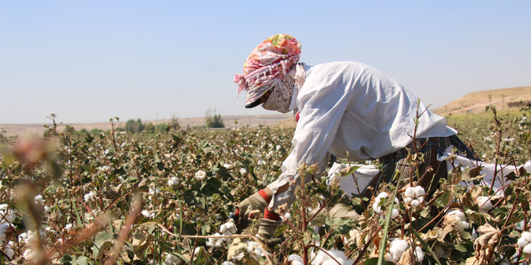 Pamukta verim var, kar yok Pamukta verim var, kar yok