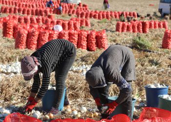 Soğan hasadı kimseyi memnun etmedi