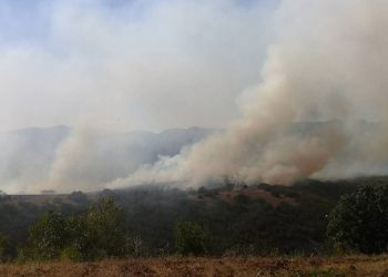 Ekolojist Akyıldız: Tarihte görülmemiş doğa kırımı yaşanıyor