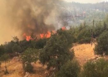 TEMA: Muğla’daki ormanlık alanların %65’ine maden ruhsatı verildi