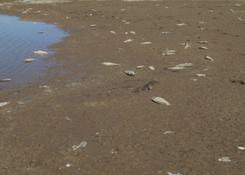 Geliyê Zîlan’da balık ölümleri artıyor