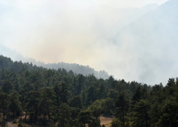 7 turist orman yaktıkları iddiasıyla tutuklandı