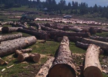 Göle’de ağaç kıyımı: Devletin ormanıdır keser