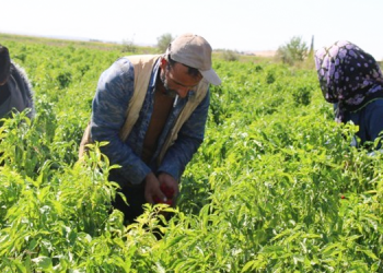 İsot çiftçisine ‘acı’ geldi!