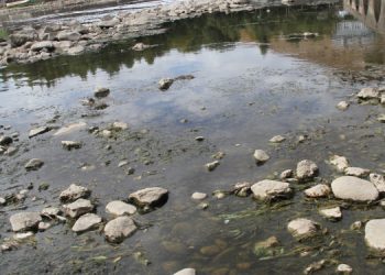 Dicle Nehri’nde balık ölümleri