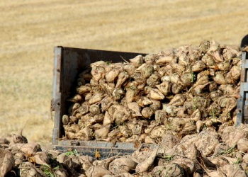Şeker pancarı yetiştiricisi kota mağduru