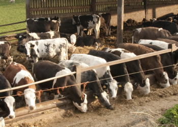 TÜSEDAD: Bıçak kemiğe dayandı, üretim risk altında, çiftçi üretmek istemiyor
