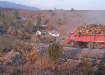 Bingöl’de kesilen ağaçlar kamyonlarla taşınıyor