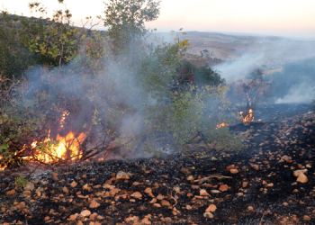 Gaziantep’te çıkan yangında 50 dönüm alandaki ağaç zarar gördü