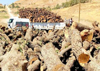 Metîna’da korucular eliyle ağaç kıyımı