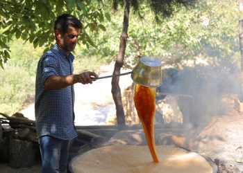 Mezrone üzümünde renkli bağ bozumu