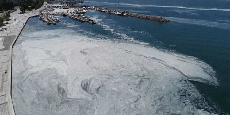 Müsilaj, balıkları ne kadar etkiledi? Müsilaj, balıkları ne kadar etkiledi?