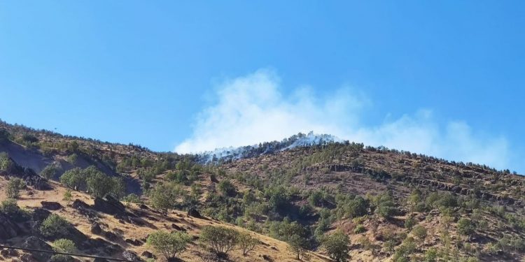 Balıkesir’de orman yangını