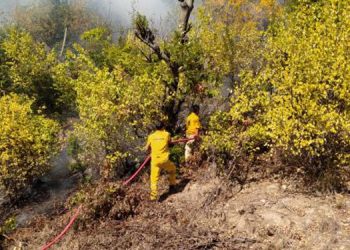 Orman yangınları kontrol altına alındı