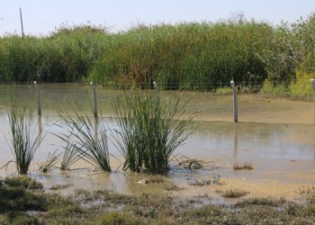 Suruç’ta 20 bin dönüm tarım arazisi sular altında kaldı