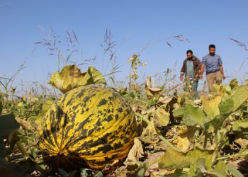 Tarlasına ilk kez kavun eken çiftçi: Nereye kadar zarar?