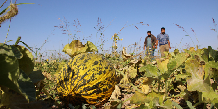 Tarlasına ilk kez kavun eken çiftçi: Nereye kadar zarar? Tarlasına ilk kez kavun eken çiftçi: Nereye kadar zarar?