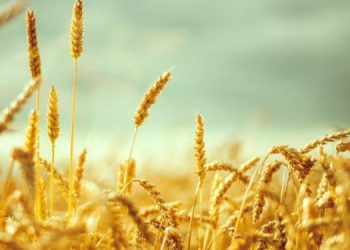 TÜİK: Bitkisel ürünler ve sebze üretimi azalacak