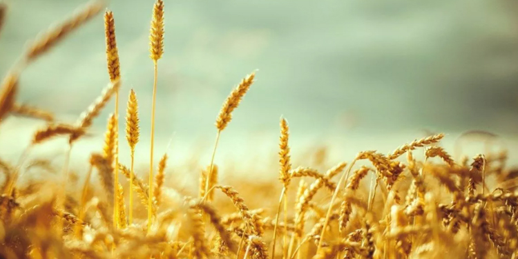 TÜİK: Bitkisel ürünler ve sebze üretimi azalacak TÜİK: Bitkisel ürünler ve sebze üretimi azalacak