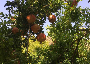 Zivzik narının hasadı başladı