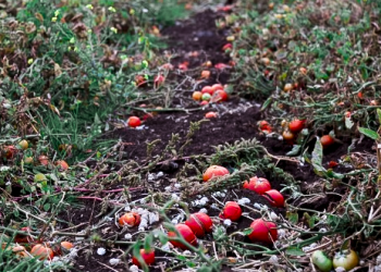 Domates tarlada kaldı