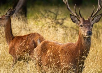 Vegan Derneği dava açmıştı: Bolu’da 15 kızıl geyik avlanması ihalesine ‘yürütmeyi durdurma’ kararı Vegan Derneği dava açmıştı: Bolu’da 15 kızıl geyik avlanması ihalesine ‘yürütmeyi durdurma’ kararı