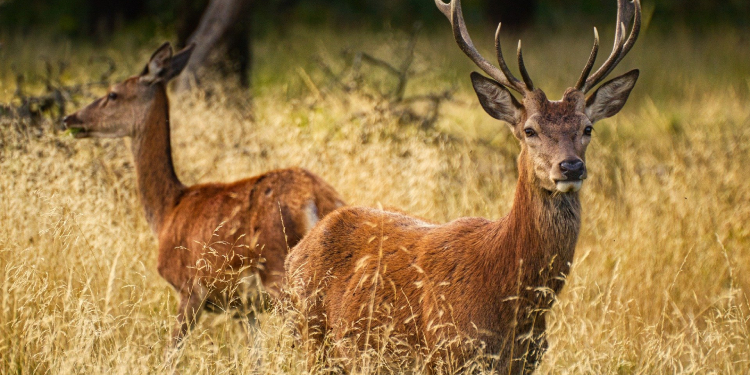 Vegan Derneği dava açmıştı: Bolu’da 15 kızıl geyik avlanması ihalesine ‘yürütmeyi durdurma’ kararı Vegan Derneği dava açmıştı: Bolu’da 15 kızıl geyik avlanması ihalesine ‘yürütmeyi durdurma’ kararı