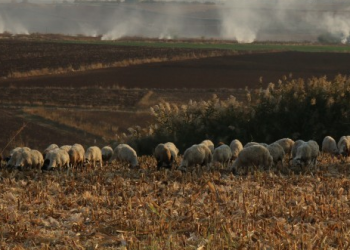 Ziraat Odası: Çiftçi üretemez duruma geldi