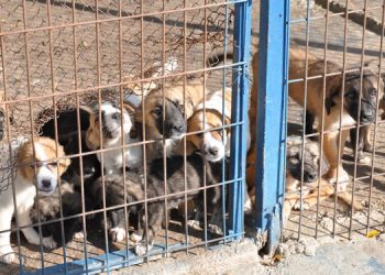 Foça Hayvan Barınağı’nda inceleme