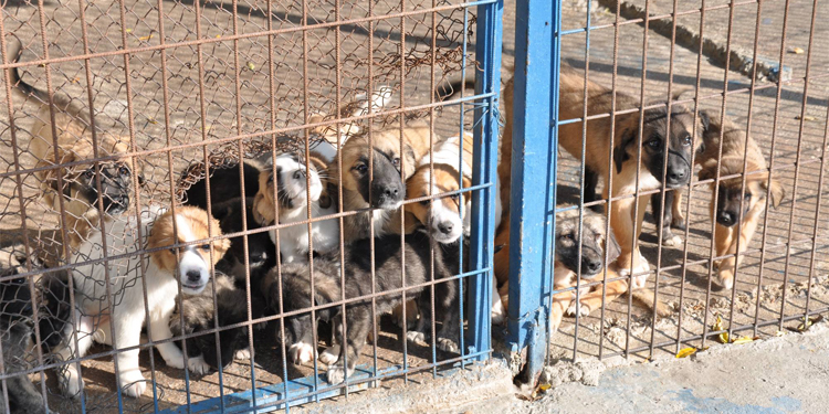 Foça Hayvan Barınağı’nda inceleme Foça Hayvan Barınağı’nda inceleme
