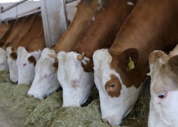 Köylü bir bir hayvancılığı bırakıyor: Tam da ülkem gibiyim