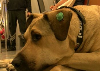 İBB Sözcüsü Ongun’dan ‘Boji tramvaya pisledi’ iddiasına videolu yanıt