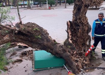 İzmir’de de fırtına çevreye zarar verdi
