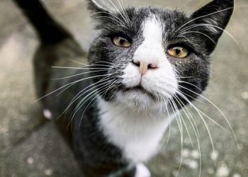 Bodrum’daki kedi ölümleri hakkında suç duyurusu