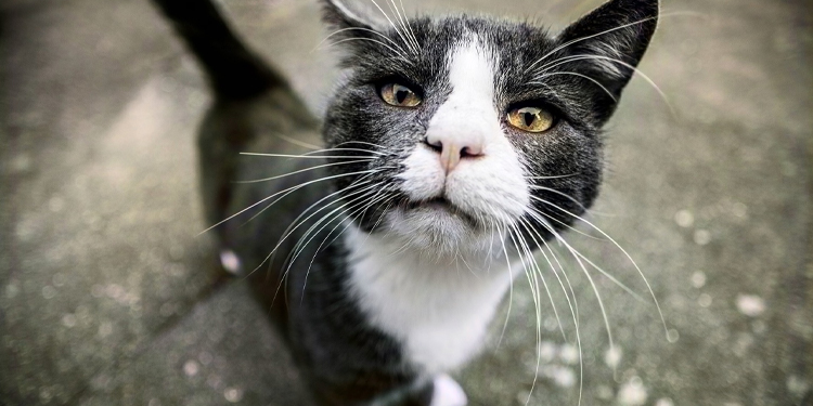Bodrum’daki kedi ölümleri hakkında suç duyurusu Bodrum’daki kedi ölümleri hakkında suç duyurusu